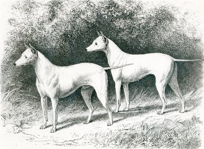 Mr. Vero Shaws hvide engelske terrier 